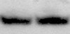 Mouse/Rat TLR7 Antibody MAB7156