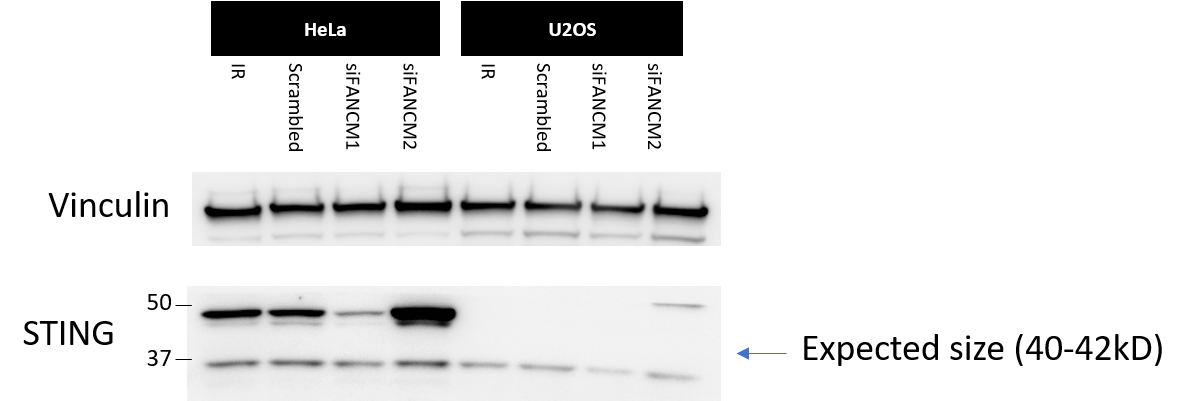 Human STING/TMEM173 Antibody MAB7169