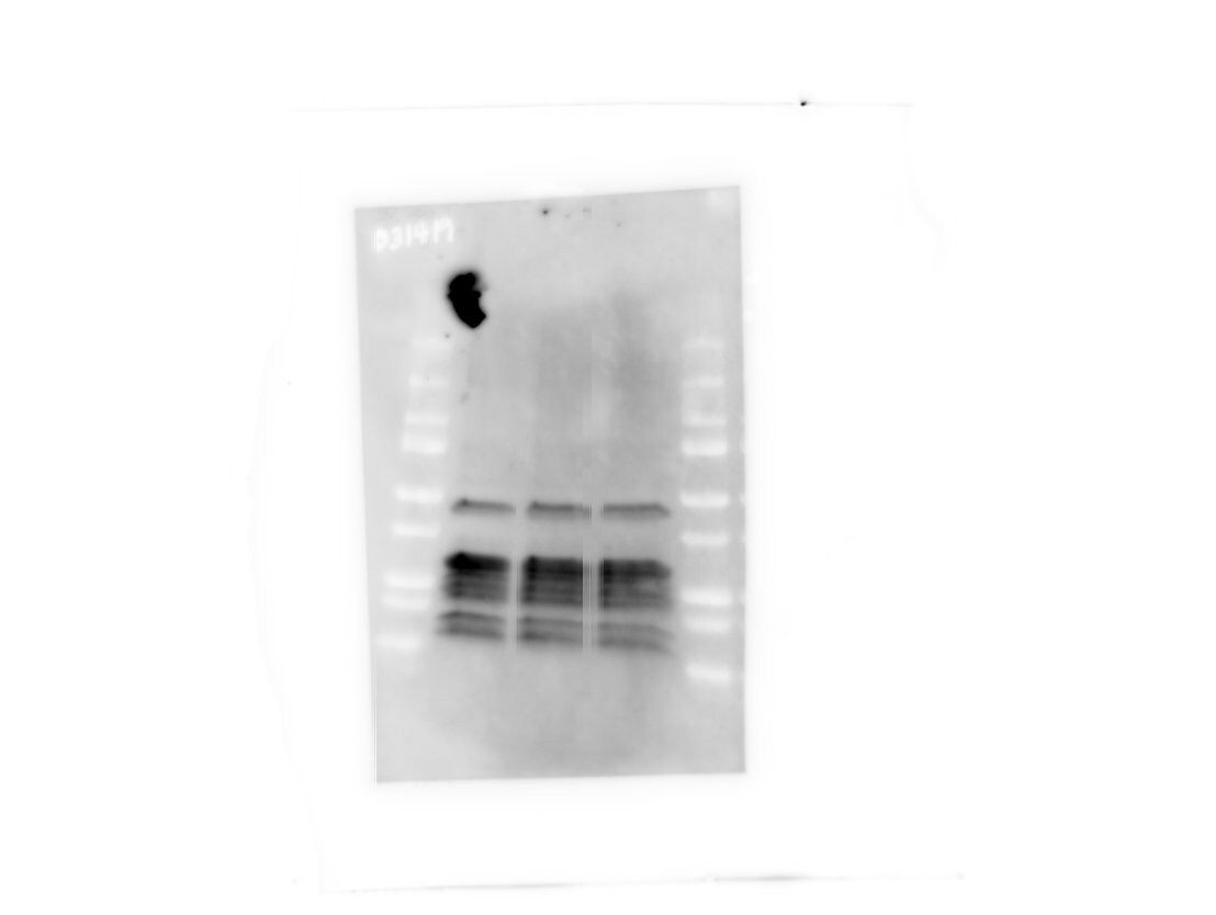 Mouse FGFR2 (IIIc) Antibody MAB716