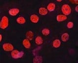 Human TAZ/WWTR1 Antibody MAB7210