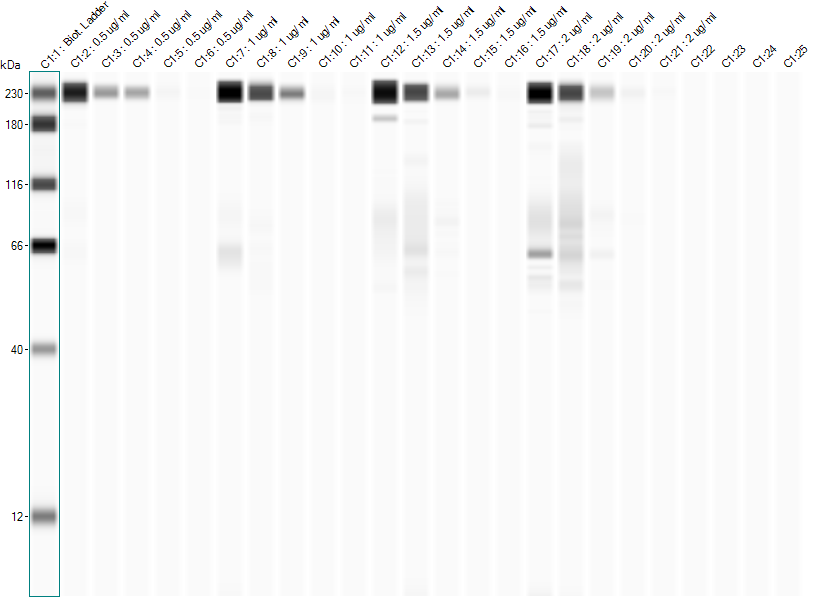 Human ATF4 Antibody MAB7218