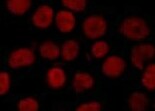 Human ATF4 Antibody MAB7218