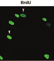 Bromodeoxyuridine/BrdU Antibody MAB7225