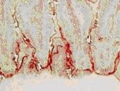 Bromodeoxyuridine/BrdU Antibody MAB7225