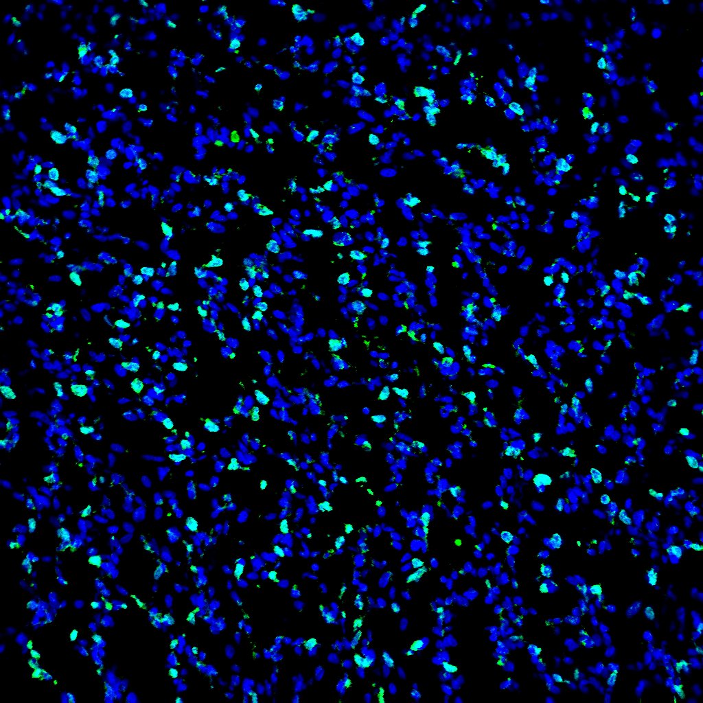 Bromodeoxyuridine/BrdU Antibody MAB7225