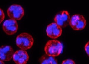 Human CD34 Antibody MAB72271