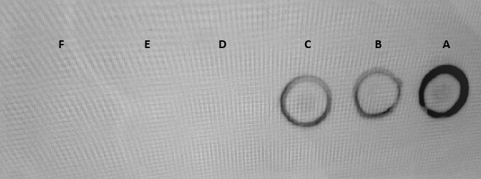 Human/Mouse/Rat Ezrin Antibody MAB72391