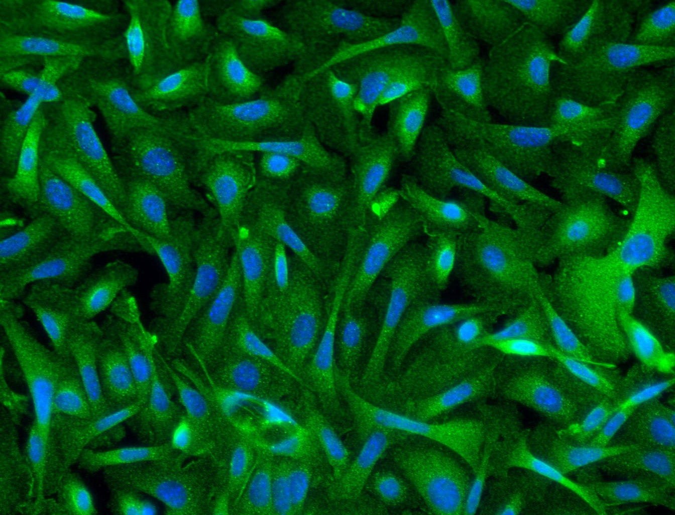 Mouse Desmocollin‑3 Antibody MAB7265