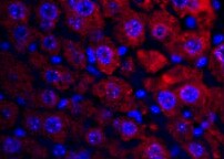 Mouse Gastrokine 1 Antibody MAB7287