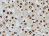Mouse FoxN1 Antibody MAB7295