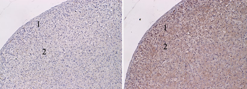 Human AIF-1/Iba1 Antibody MAB7308