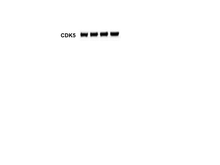 Human CDK5 Activator 1 Antibody MAB7357