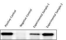 HIV-1 Gag p24 Antibody MAB73601