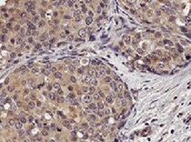 Human CD15/Lewis X Antibody MAB7368