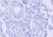 Mouse B7‑1/CD80 Antibody MAB740