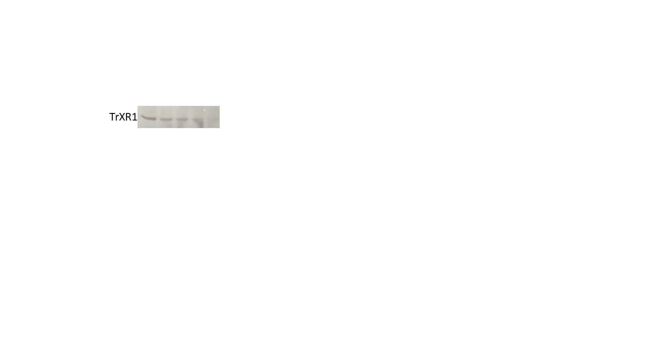 Human/Mouse/Rat Thioredoxin Reductase 1/TRXR1 Antibody MAB7428