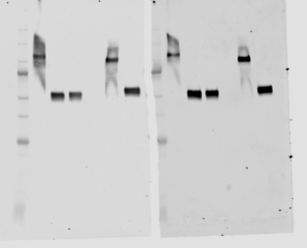 Human TL1A/TNFSF15 Antibody MAB7441