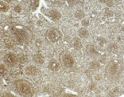 Human BPI Antibody MAB74681