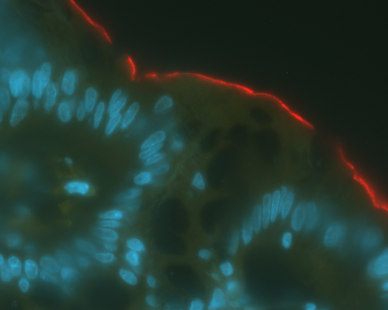 Human/Rat PTPπ/PTPRU Antibody MAB7475