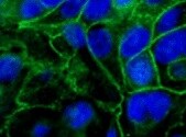 Mouse E‑Cadherin Antibody MAB7481
