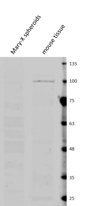 Mouse E‑Cadherin Antibody MAB7481
