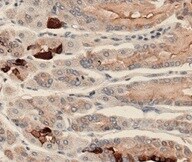 Human LRIG1 Antibody MAB7498