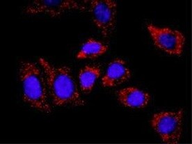 Human COMMD1 Antibody MAB7526