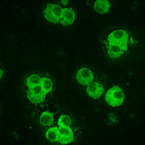 Human/Mouse NLRP3/NALP3 Antibody MAB7578