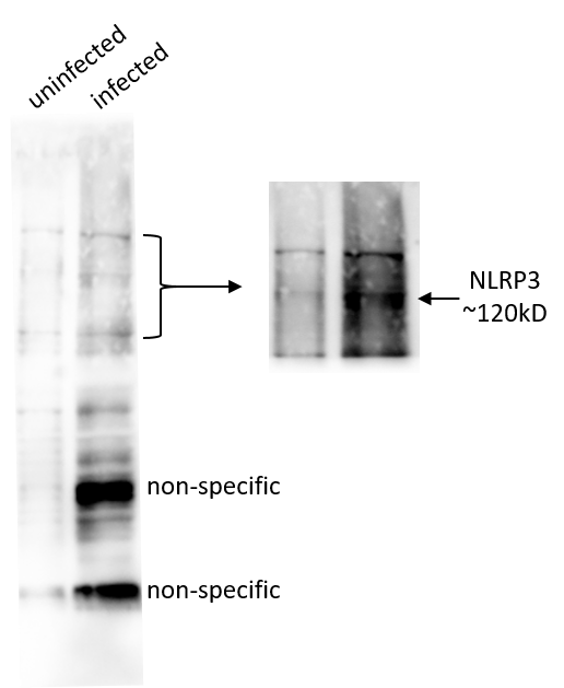 Human/Mouse NLRP3/NALP3 Antibody MAB7578