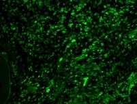 Human/Mouse NLRP3/NALP3 Antibody MAB7578