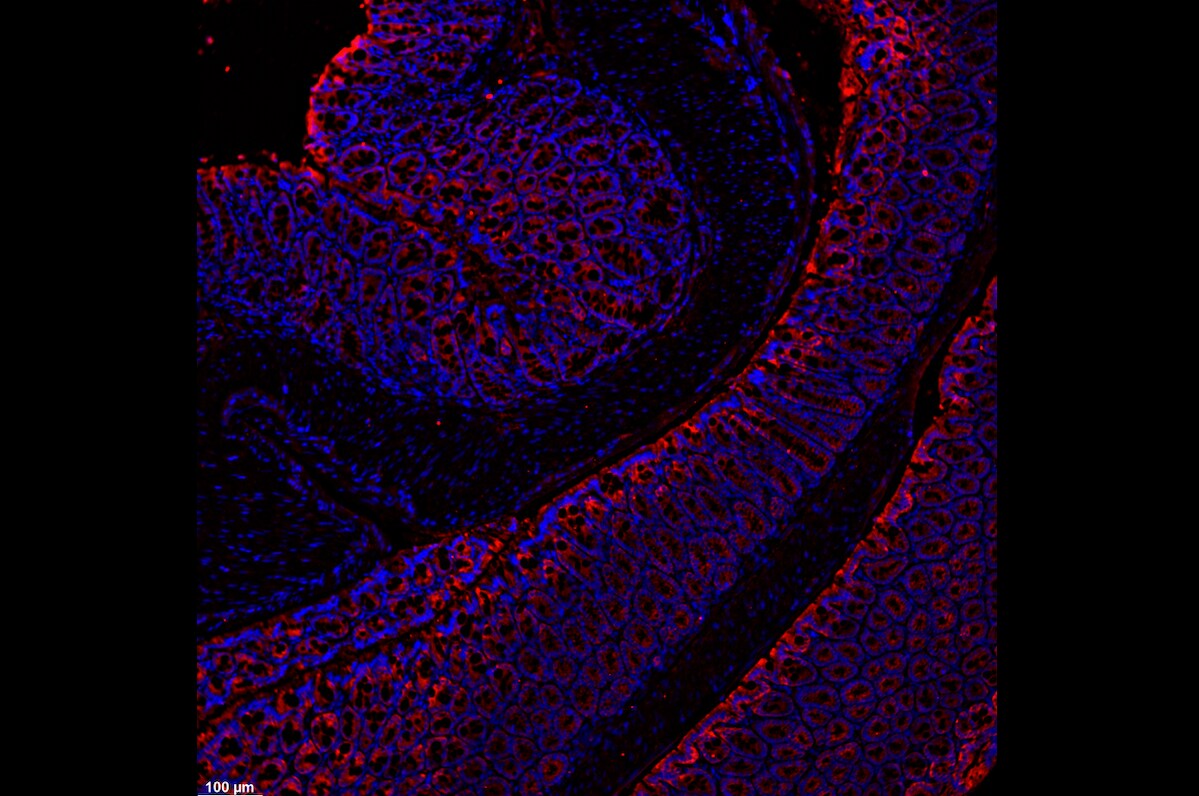 Human/Mouse NLRP3/NALP3 Antibody MAB7578
