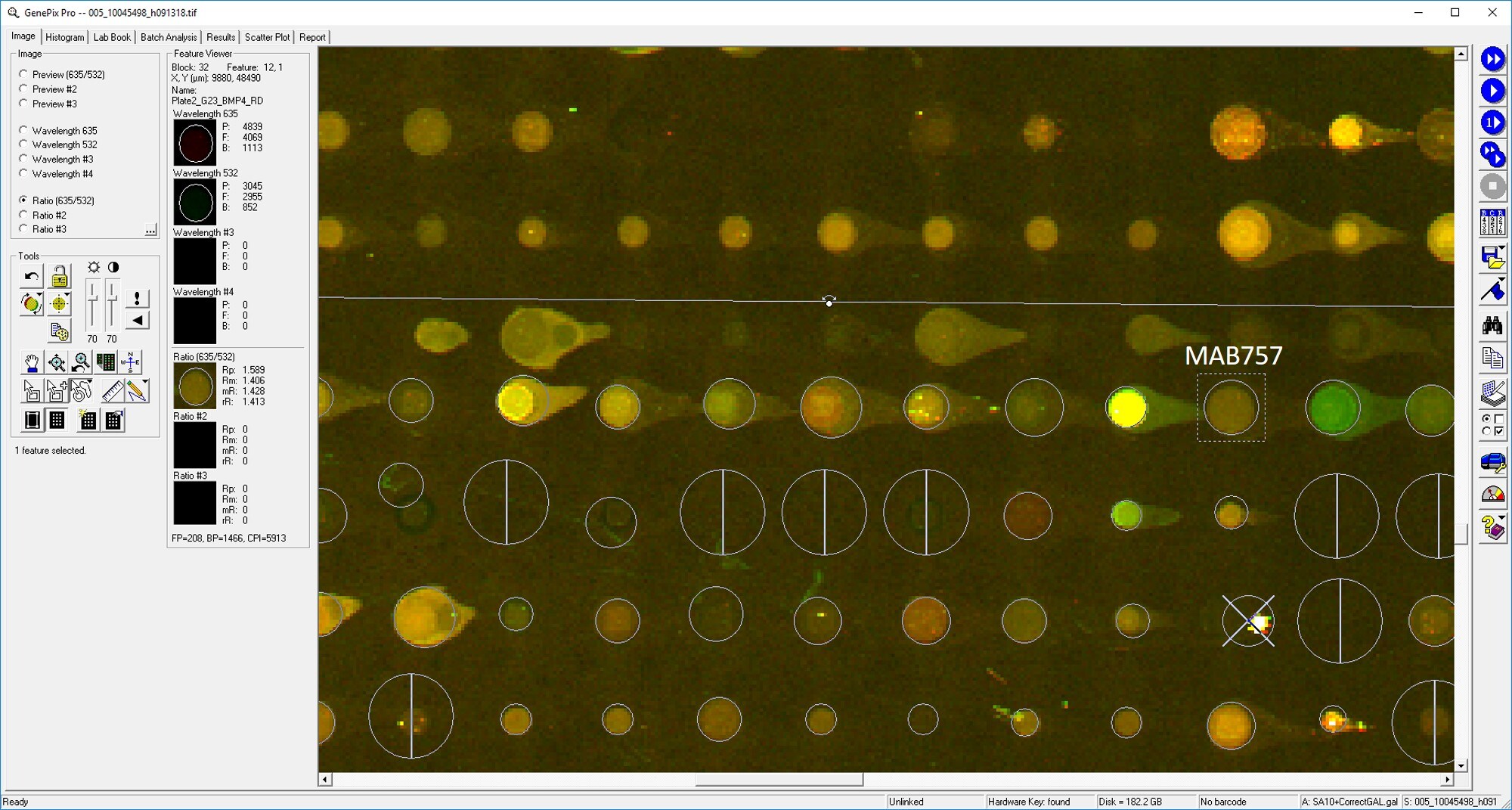 Human BMP-4 MAb (Clone 66119) MAB757
