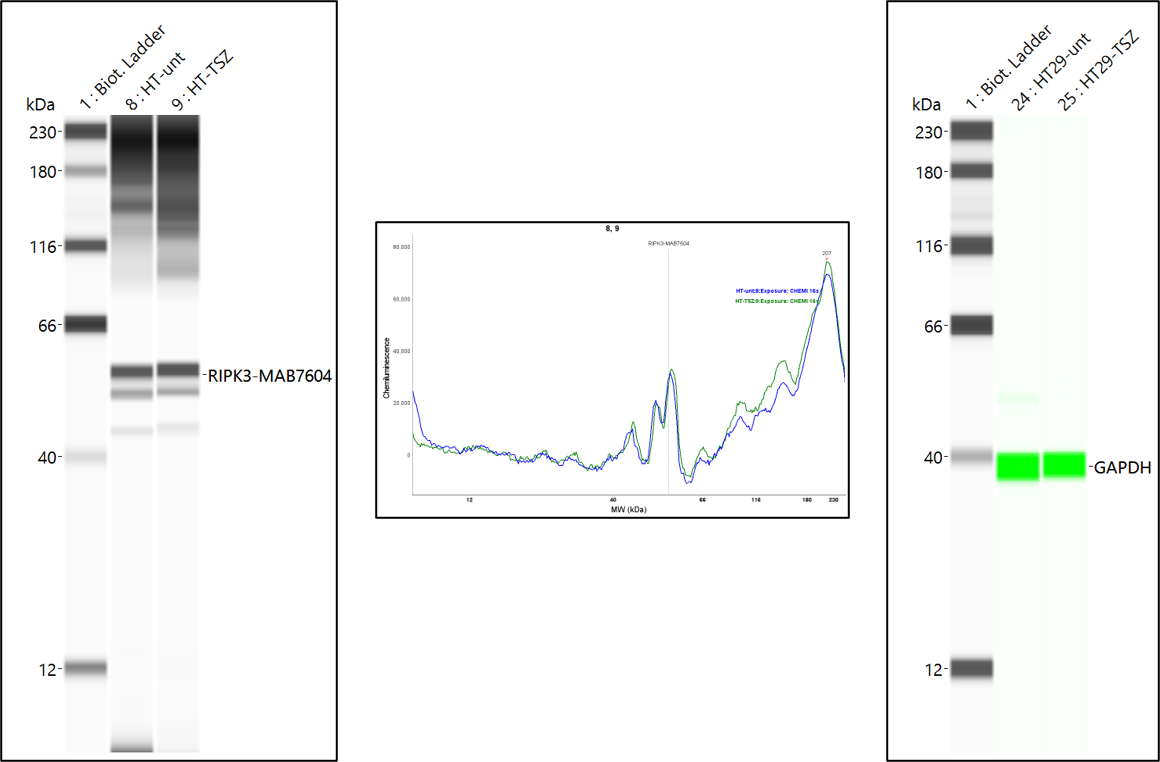 Human RIPK3/RIP3 Antibody MAB7604