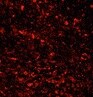 Human RIPK3/RIP3 Antibody MAB7604