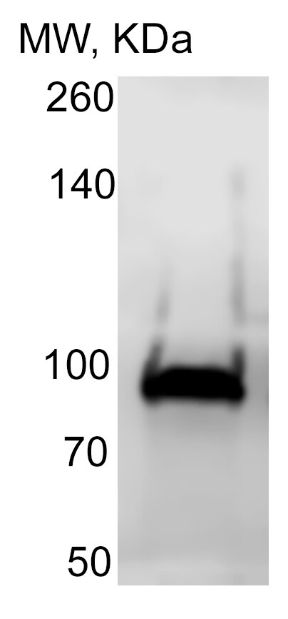 Human gp96/HSP90B1 Antibody MAB7606