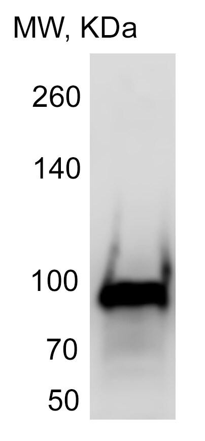 Human gp96/HSP90B1 Antibody MAB7606