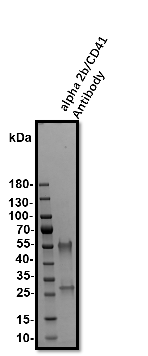 Human Integrin  alpha 2b/CD41 Antibody MAB7616