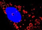 Human Perilipin-2 Antibody MAB76341