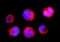 Feline IFN‑ gamma  Antibody MAB764