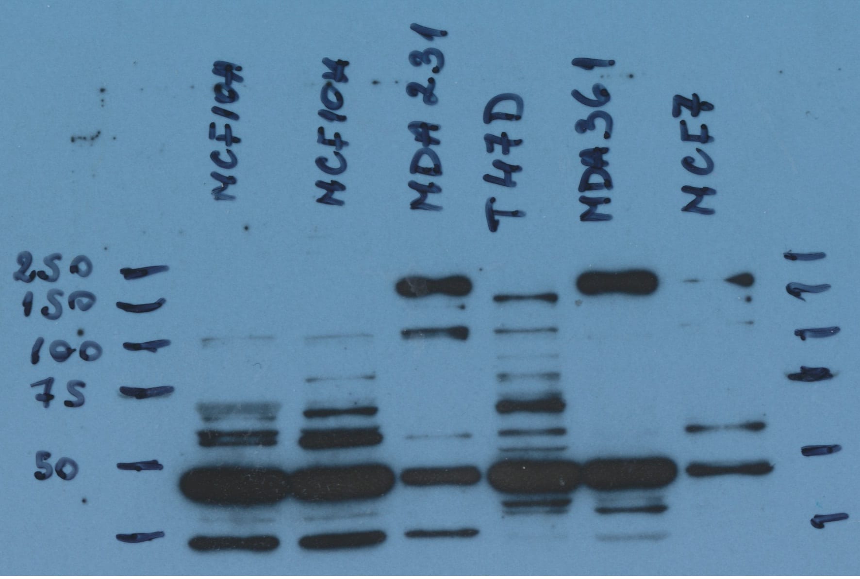 Human FGFR3 Antibody MAB766