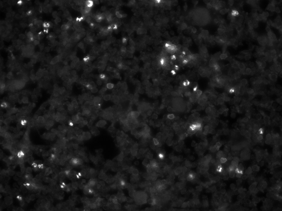 Mouse Flt‑3/Flk‑2 Antibody MAB7681