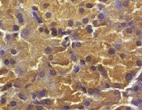 Human ALK‑7 Antibody MAB7749