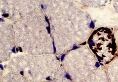 Human/Mouse/Rat TDP-43/TARDBP Antibody MAB7778