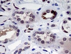 Human KAP1 Antibody MAB7785
