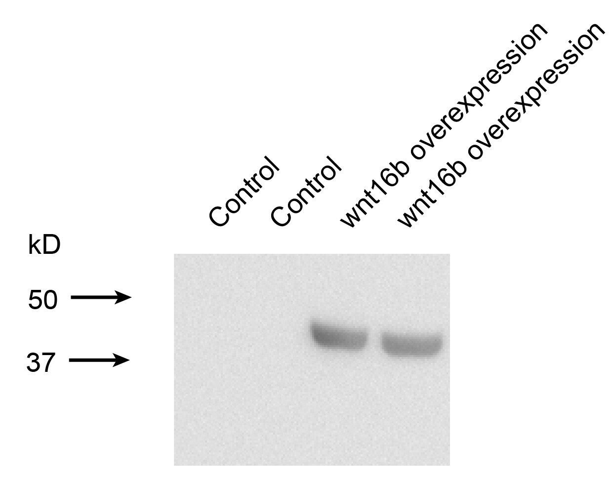 Human Wnt‑16b Antibody MAB7790