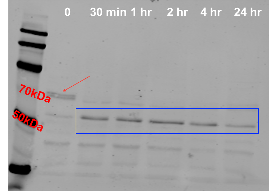 Human/Mouse MCPIP1 Antibody MAB7875