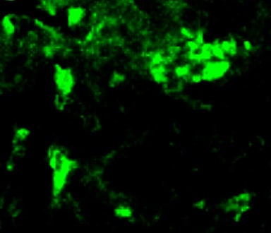 Mouse CCL8/MCP‑2 Antibody MAB790