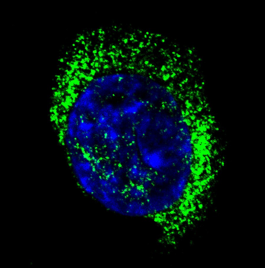 Human ZnT‑8 Antibody MAB7936