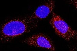 Human Neurogranin Antibody MAB79471