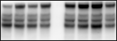 Human/Mouse PKA RII alpha  Antibody MAB8000